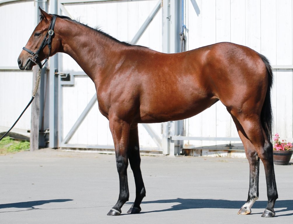 サラブレッドマーケット