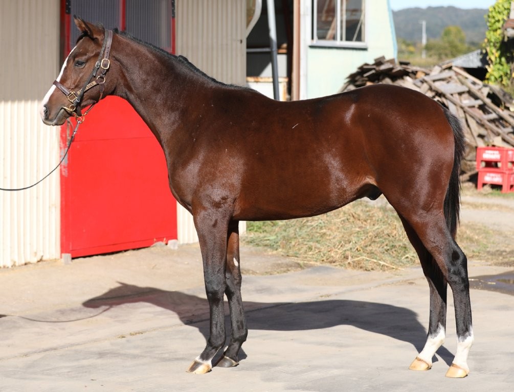 サラブレッドマーケット