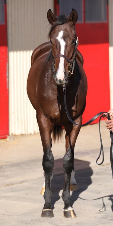 サラブレッドマーケット