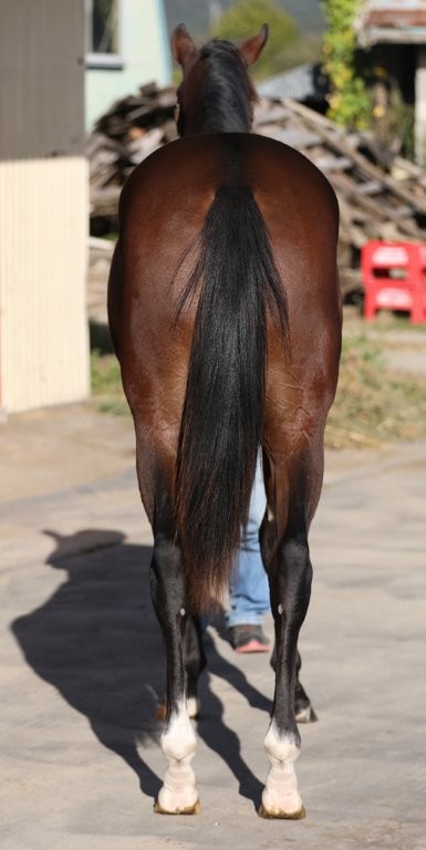 サラブレッドマーケット