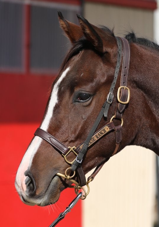 サラブレッドマーケット