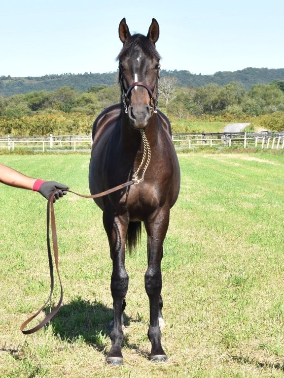 サラブレッドマーケット