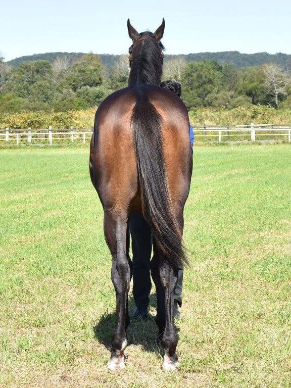 サラブレッドマーケット