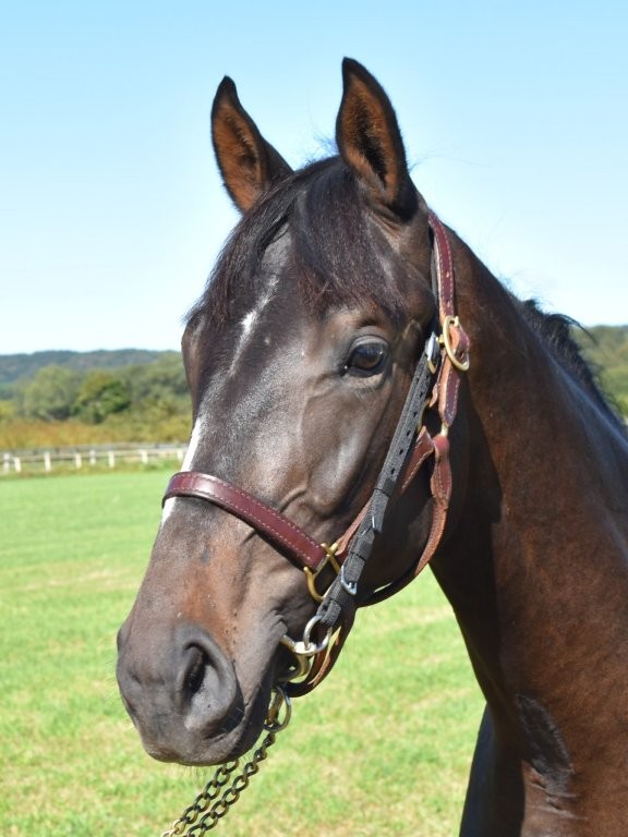 サラブレッドマーケット