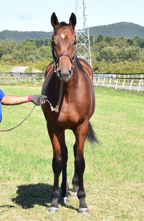 サラブレッドマーケット