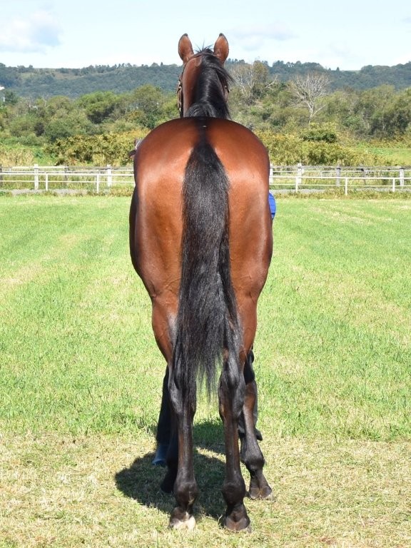 サラブレッドマーケット