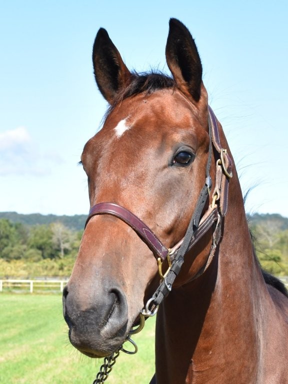 サラブレッドマーケット