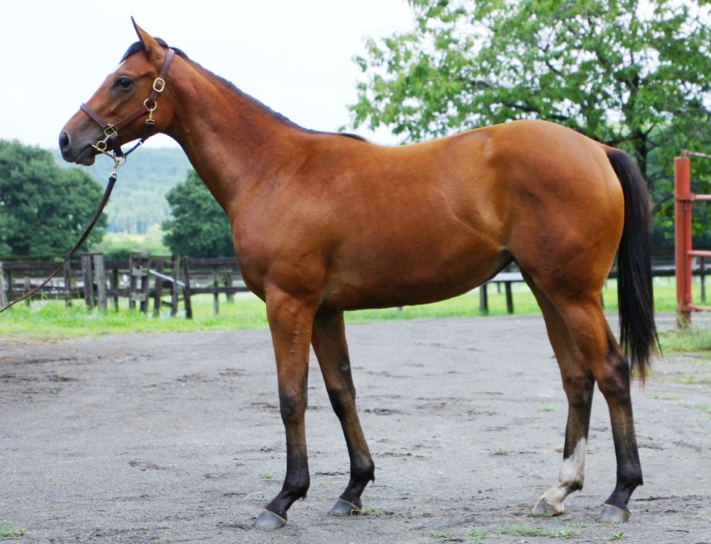 サラブレッドマーケット