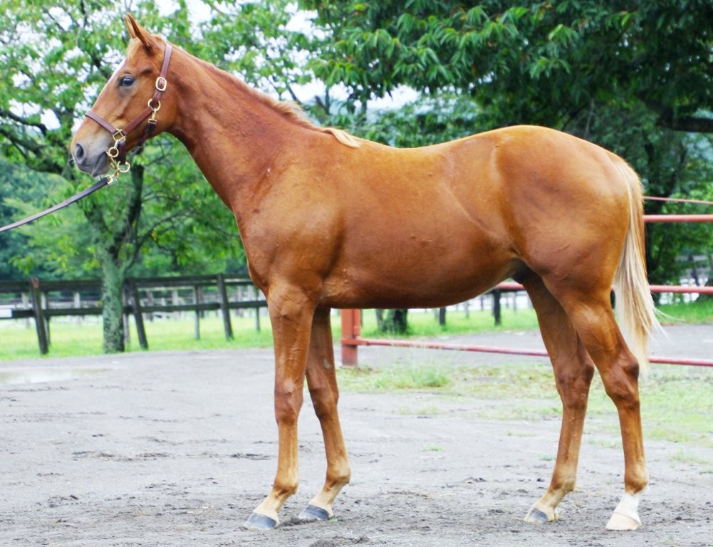 サラブレッドマーケット