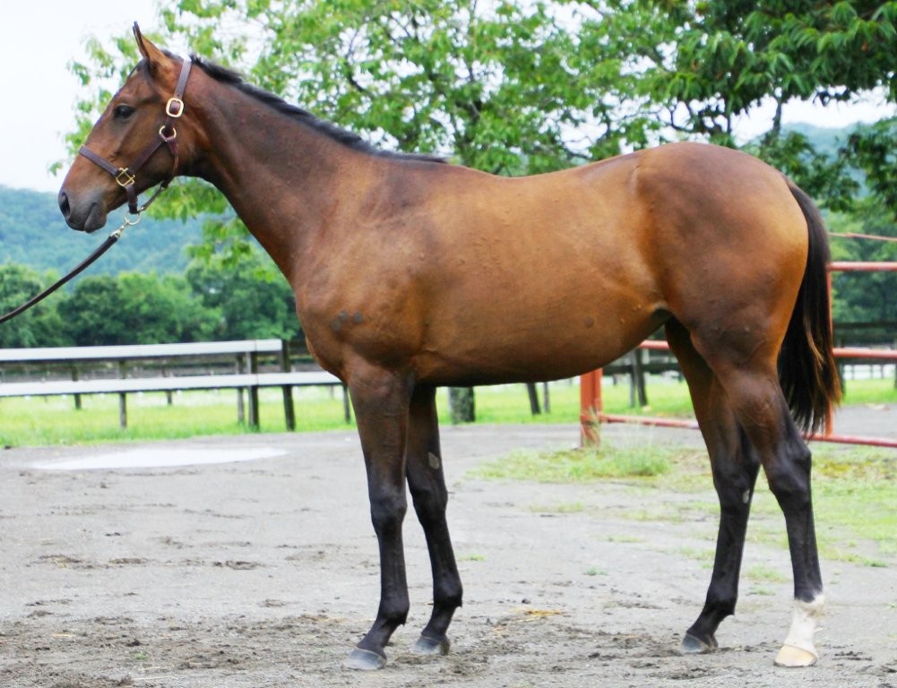 サラブレッドマーケット