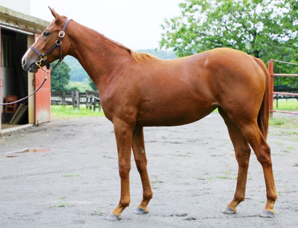 サラブレッドマーケット