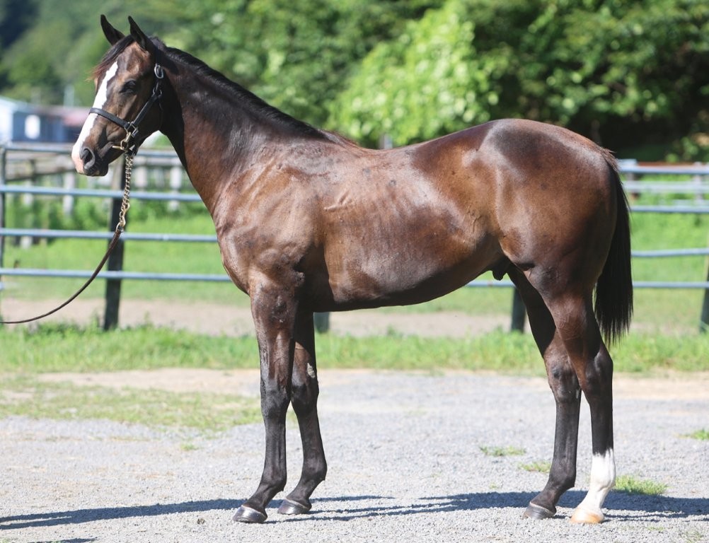 サラブレッドマーケット