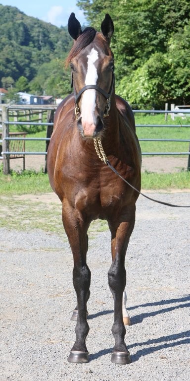 サラブレッドマーケット