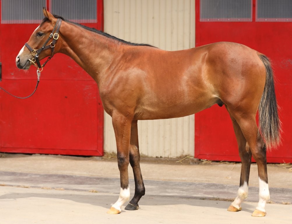 サラブレッドマーケット