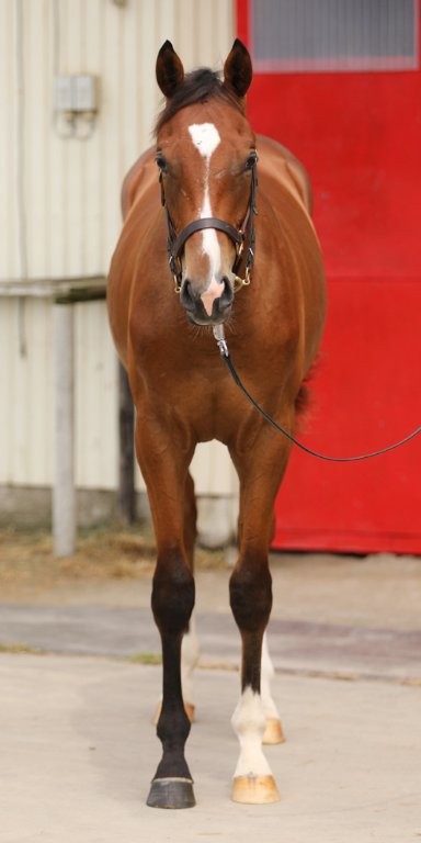 サラブレッドマーケット