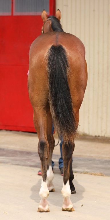 サラブレッドマーケット