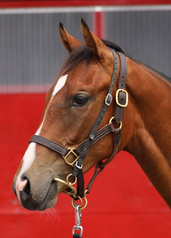 サラブレッドマーケット