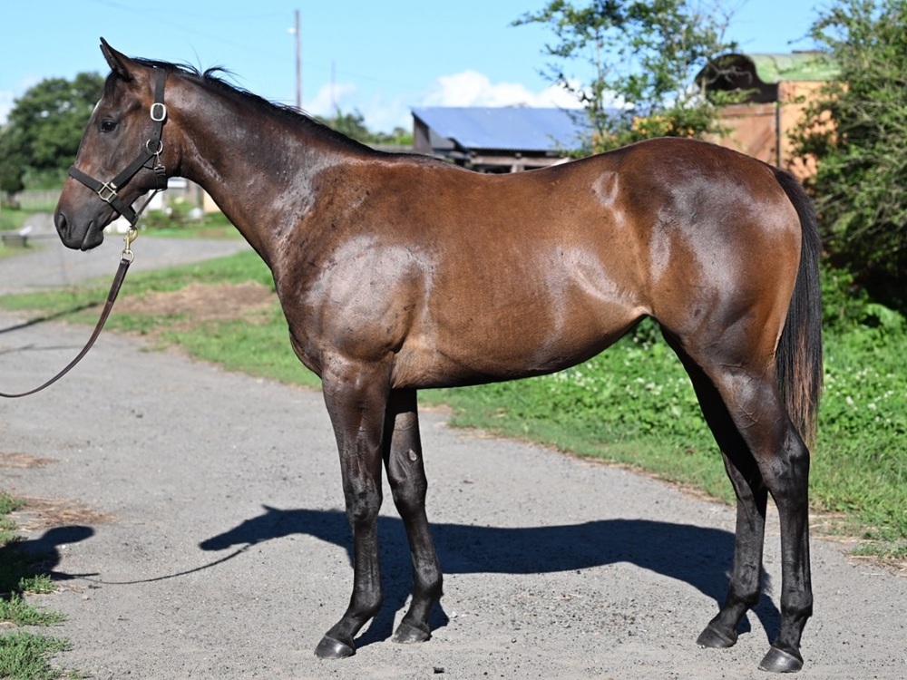 サラブレッドマーケット