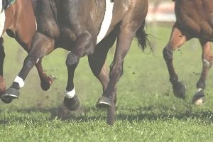 サラブレッドマーケット