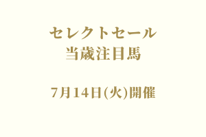 サラブレッドマーケット