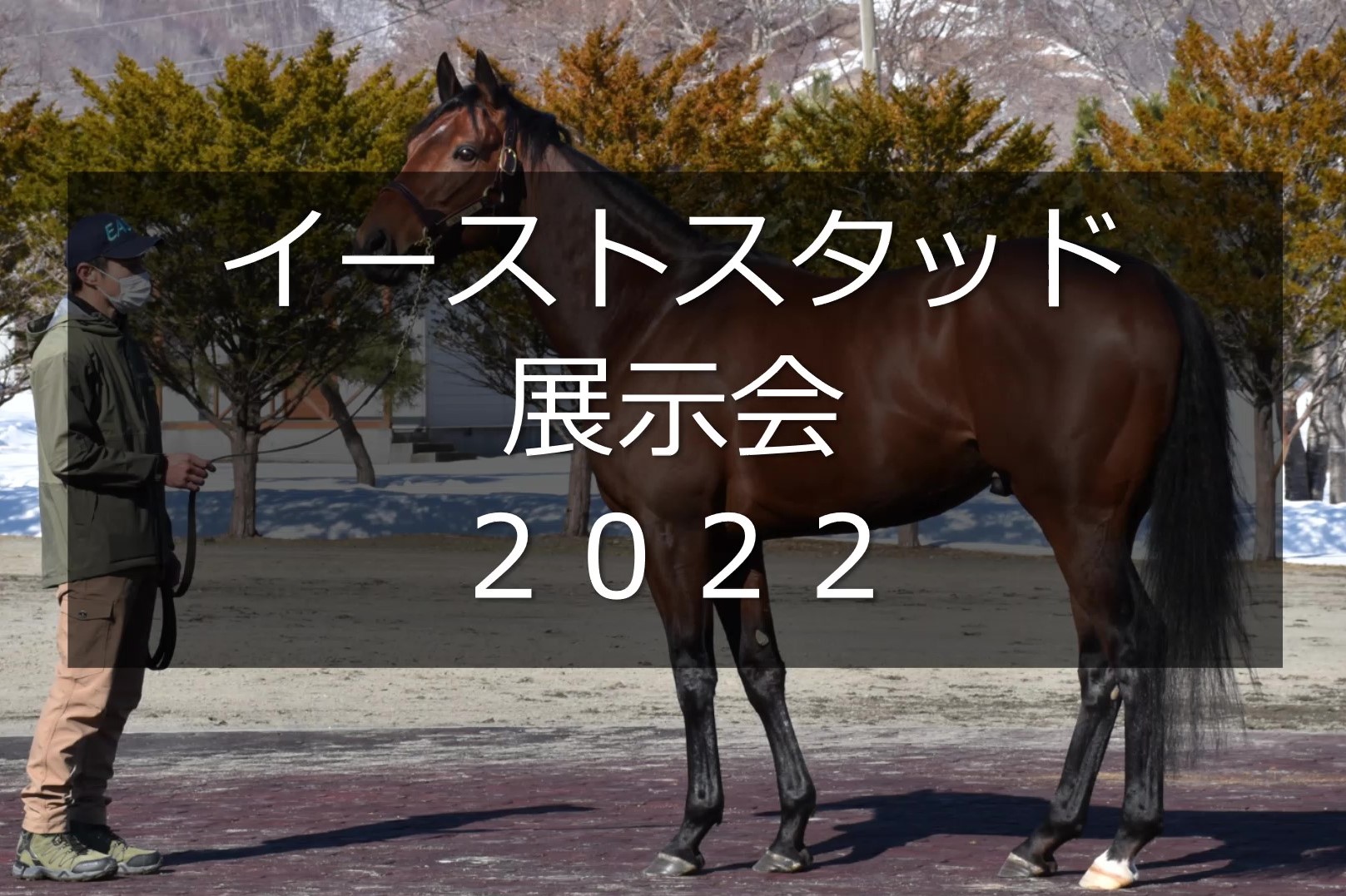 サラブレッドマーケット