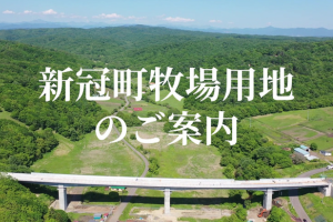 サラブレッドマーケット
